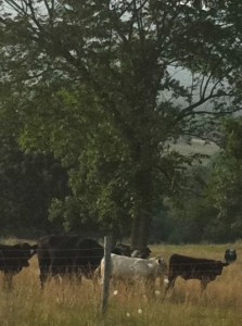 Cows along VA 340