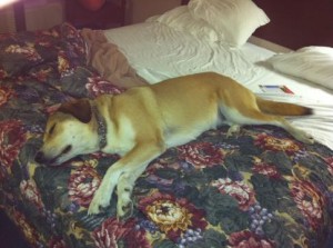 Libby on Red Roof Inn Bed